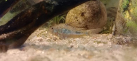 (c) Uriel LÃÂÃÂÃÂÃÂÃÂÃÂÃÂÃÂ³pez. Corydoras paleatus. 																																																																																																		