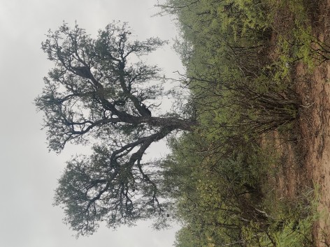 (c) H. Pastore. RP Quebracho de la Legua. 														