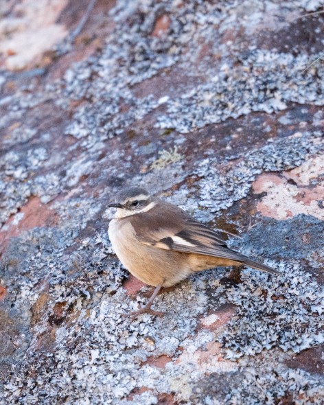 (c) Sebasti�n Usandivaras. Remolinera acanelada. Valle Encantado, Parque Nacional Los Cardones. 														