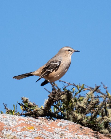 (c) Sebasti�n Usandivaras. Calandria mora en el Valle Encantado, Parque Nacional Los Cardones. 														
