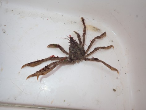 (c) Walker Ian. CANGREJO ARA�A. 							