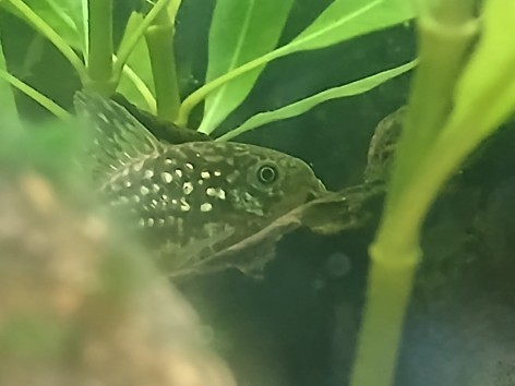 (c) Dante Zanet. Corydoras undulatus. 														