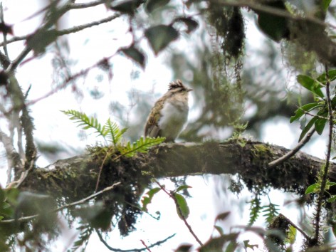 (c) Leonardo Gonz�lez. CRESPIN. 							