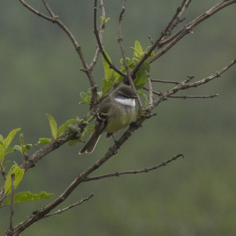 (c) Melanie Rodriguez De La Fuente. PIOJITO GARGANTILLA. 							