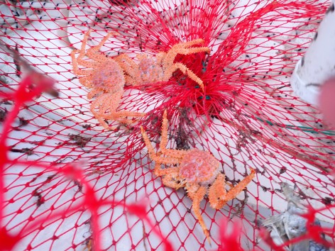 (c) Walker Ian. CENTOLLA. 							