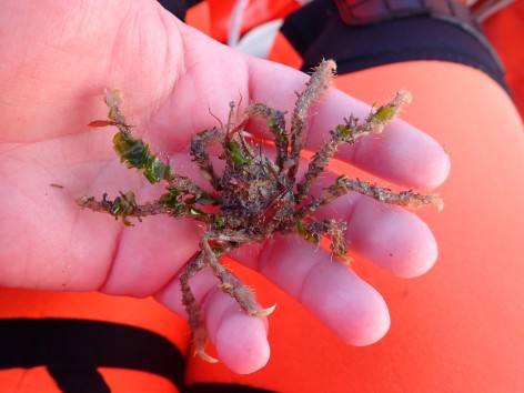 (c) Walker Ian. CANGREJO ARA�A. 							