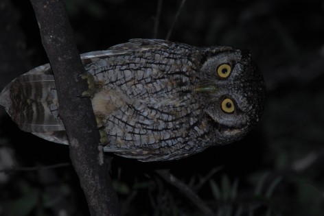 (c) ASPIRANTE FRANCISCO JOFRE GT BAECKE. ALILICUCU COM�N. ALICUCU 							