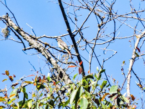 (c) Julieta Guerra. TUQUITO RAYADO. 							
