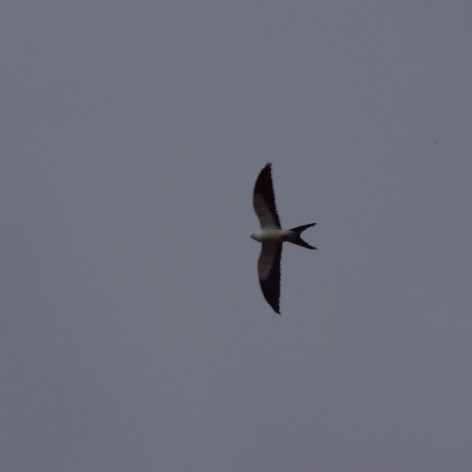 (c) Melanie Rodriguez De La Fuente. MILANO TIJERETA. 							