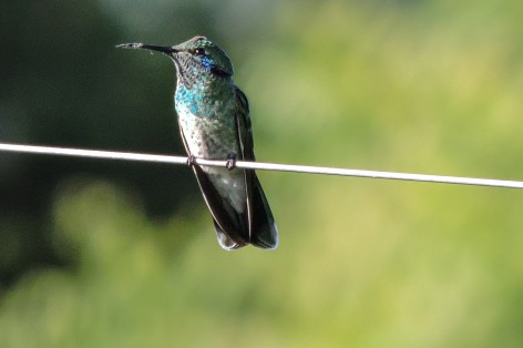 (c) Leonardo Gonz�lez. COLIBR� MEDIANO. 							