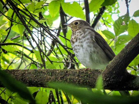 (c) Leonardo Gonz�lez. ZORZALITO BOREAL. 							