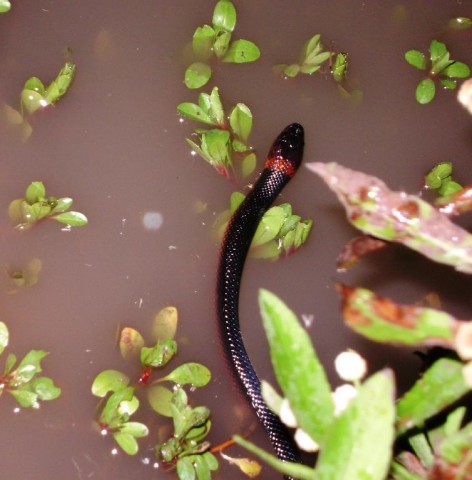 (c) A. Guzm�n. Juvenil. 