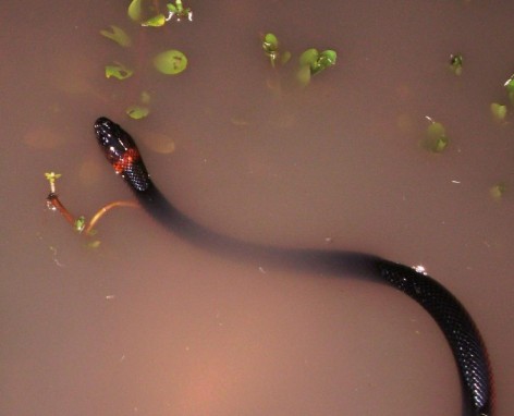 (c) A. Guzm�n. Juvenil. 