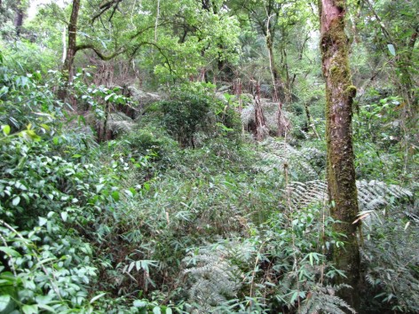 (c) Fabbio, Fernanda. . <p>Helechos arborescentes al borde del arroyo</p>