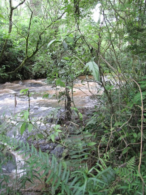 (c) Fabbio, Fernanda. . <p>Arroyo Pesado - limite norte de la reserva</p>