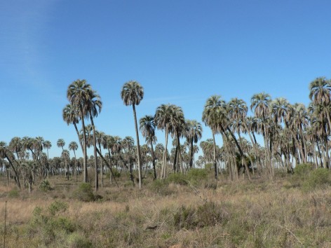 (c) Camposano, Monica. . 