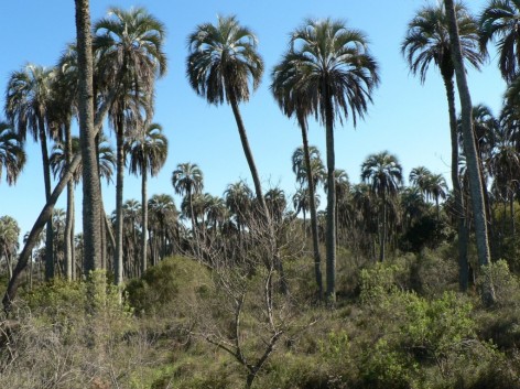 (c) Camposano, Monica. . 