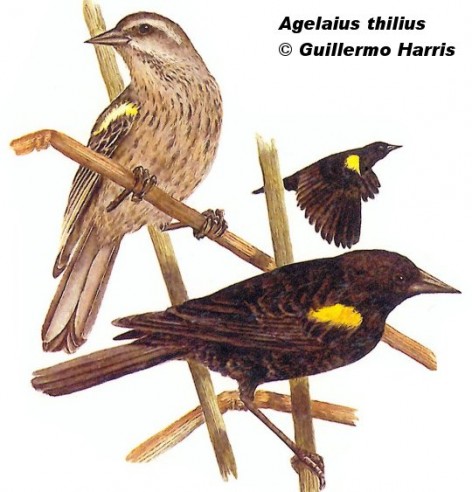 Alf&eacute;rez o tordo de ala amarilla (Yellow-winged Blackbird). 16cm. Dibujo. Fuente: 