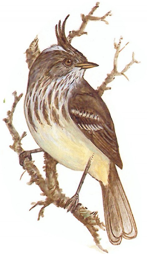 (c) Marcelo Canevari. Cachudito de pico amarillo (Yellow-billed Tit-tyrant). <p>11cm. Dibujo. Fuente: "Nueva Gu&iacute;a de las Aves Argentinas. M. Canevari et al. 1991. Fundaci&oacute;n Acindar."</p>