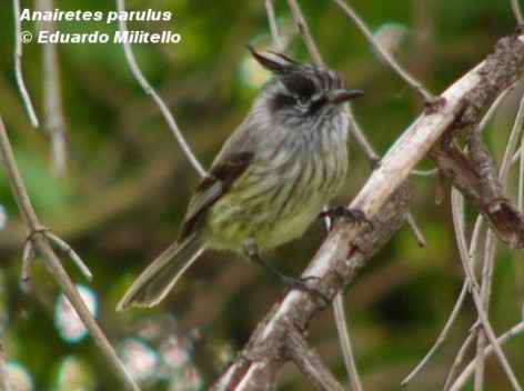 Cachudito de pico negro (Tufted Tit-tyrant). Nidificando. Foto tomada el 20/11/2004 en Lago Steffen, Parque Nacional Nahuel Huapi.