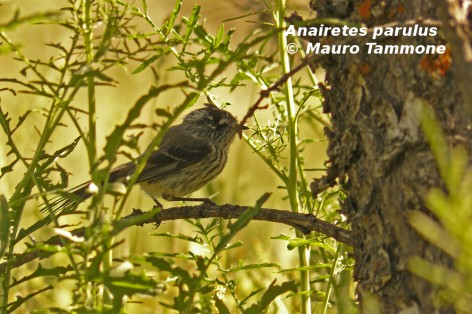 Cachudito de pico negro. Foto tomada en Rinc�n Grande, PN Nahuel Huapi el 9-dic-2008