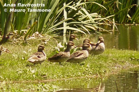 Pato barcino. Foto tomada el 13-nov-2008 en el R�o San Francisco, Villa Giardino, C�rdoba