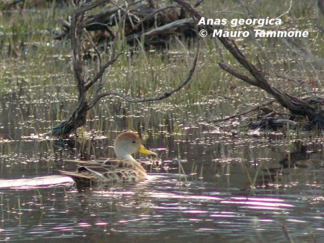 Pato maicero. Foto tomada el 17-sep-2008 en el mall�n del km 13, Bariloche