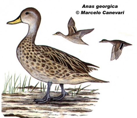 Pato maicero (Yellow-billed Pintail). 48cm. Dibujo. Fuente: 