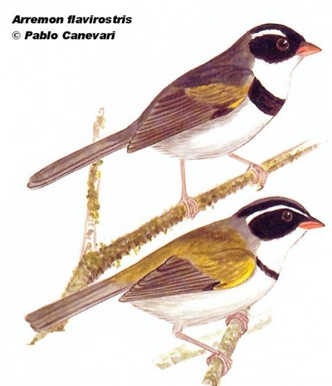 Afrechero de collar (Saffron-billed Sparrow). 15cm. Arriba: raza del noreste (A.f.polionotus); abajo: raza del noroeste (A.f.dorbignii). Dibujo. Fuente: 