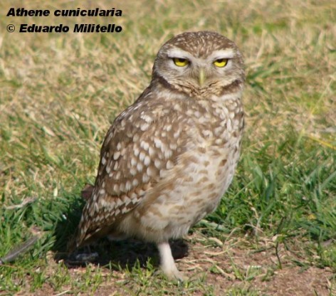 Lechucita vizcachera (Burrowing Owl). Foto tomada el 27/07/2005 en Guaymall&eacute;n, Mendoza.