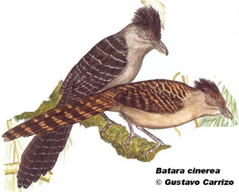 Batará gigante (Giant Antshrike). <p>35cm. Dibujo. Fuente: \\\