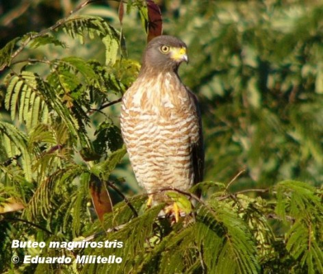Taguat&oacute; com&uacute;n (Roadside Hawk). Foto tomada el 05/06/2004 en la Ruta 101, en el cruce de acceso a las Cataratas, Parque Nacional Iguaz&uacute;.