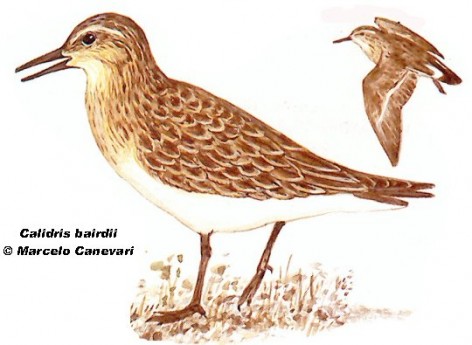 Playerito unicolor o chorlito de alas largas (Baird s Sandpiper). 15cm. Dibujo. Fuente: 