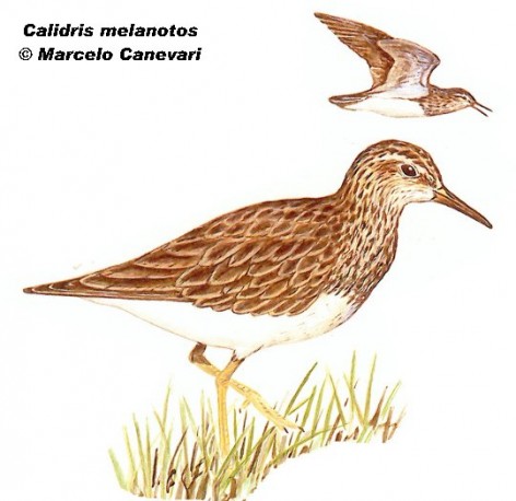 Playerito pectoral o chorlo escudado (Pectoral Sandpiper). 18cm. Dibujo. Fuente: 