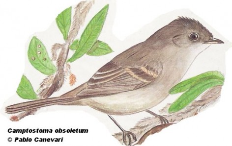 Tachur&iacute; silbador (Southern Beardless Tyrannulet). 11cm. Dibujo. Fuente: 