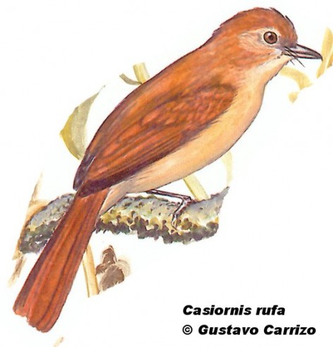 Suirirí castaño (Rufous Casiornis). <p>20cm. Dibujo. Fuente: \\\