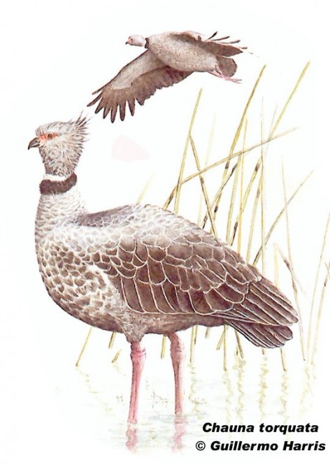 Chaj&aacute; (Southern Screamer). 90cm. Dibujo. Fuente: 