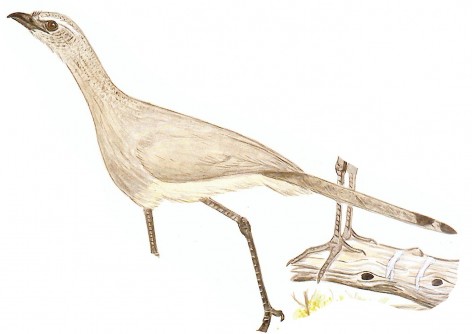 (c) Pablo Canevari. Chu�a de patas negras (Black-legged seriema). <p>70cm. Dibujo. Fuente: "Nueva Gu&iacute;a de las Aves Argentinas. M. Canevari et al. 1991. Fundaci&oacute;n Acindar."</p>