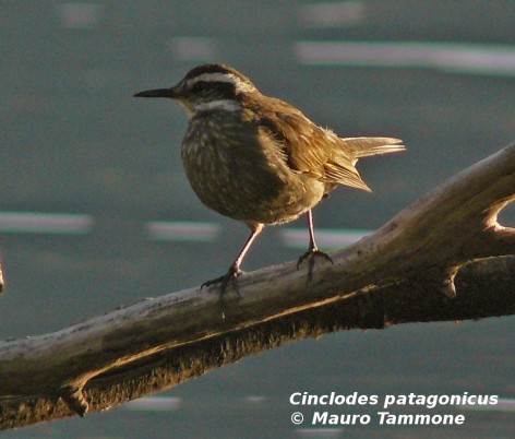 Remolinera araucana. <p>Foto tomada en el Lago Traful, Neuqu?n</p>