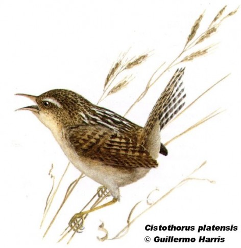 Ratona aperdizada (Grass Wren). 10cm. Dibujo. Fuente: 