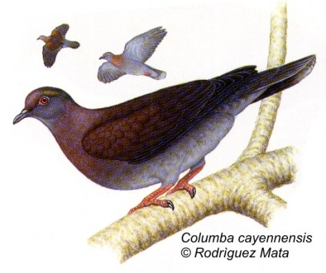 Paloma Colorada (Pale Vented Pigeon). 32cm. Dibujo. Fuente: 