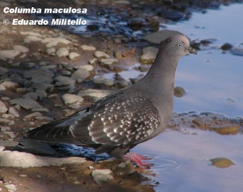 Paloma manchada (Spot-winged Pigeon). <p>Foto tomada el 17/08/2005 en el Parque General San Mart&iacute;n, Mendoza.</p>