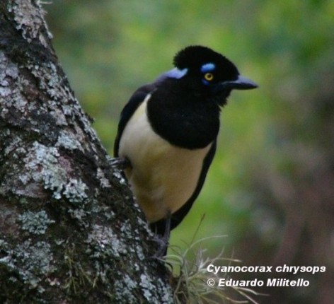 Urraca com&uacute;n (Plush-crested Jay). Foto tomada el 06/08/2004 en el Parque Nacional Chaco.