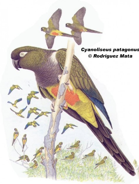 Loro barranquero (Burrowing Parrot). 44cm. Dibujo. Fuente: 