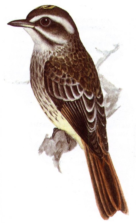 (c) Guillermo Harris. Tuquito chorreado (Variegated Flycatcher). <p>17cm. Dibujo. Fuente: "Nueva Gu&iacute;a de las Aves Argentinas. M. Canevari et al. 1991. Fundaci&oacute;n Acindar."</p>