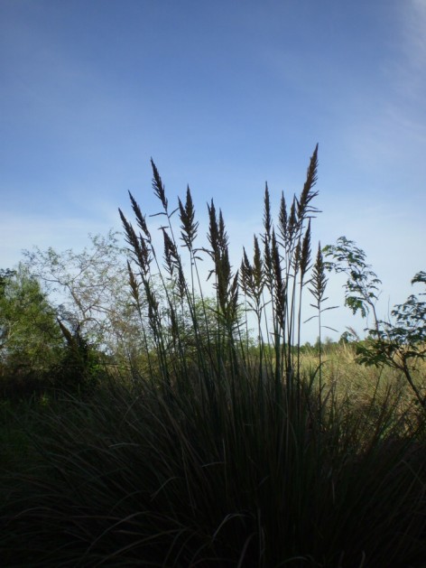 (c) Lanfiutti, Andres. Estero. <p>Estero</p>
