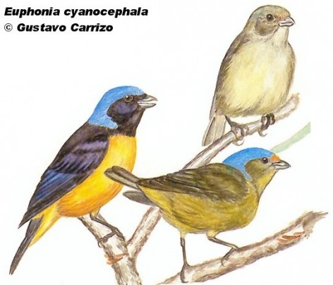Tangar&aacute; de cabeza celeste (Blue-hooded Euphonia). 11cm. Dibujo. Fuente: 