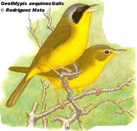 Ara&ntilde;ero de cara negra (Masked Yellowthroat). 12cm. Dibujo. Fuente: 