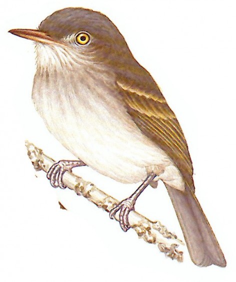 (c) Jorge Rodr�guez Mata. Mosqueta de vientre perla (Pearly-vented Tody-tyrant). <p>11cm. Dibujo. Fuente: "Nueva Gu&iacute;a de las Aves Argentinas. M. Canevari et al. 1991. Fundaci&oacute;n Acindar."</p>
