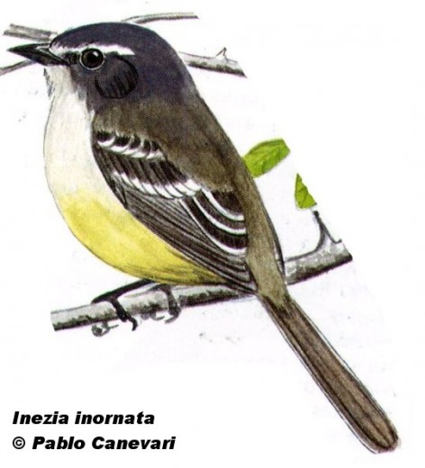 Piojito chico (Palin Tyrannulet). 10cm. Dibujo. Fuente: 